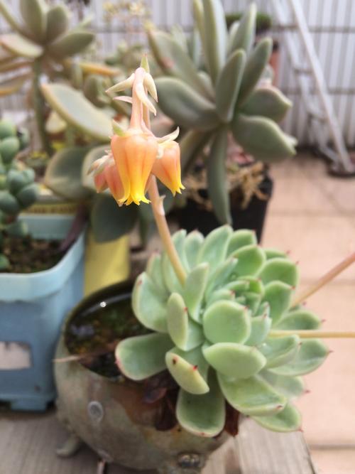 3124ʱ͡ͼ۸ÿϵ90Ԫ85Ԫ